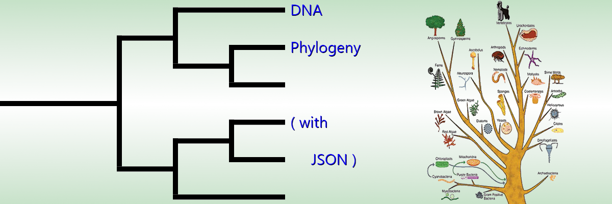 DNA Phylogeny